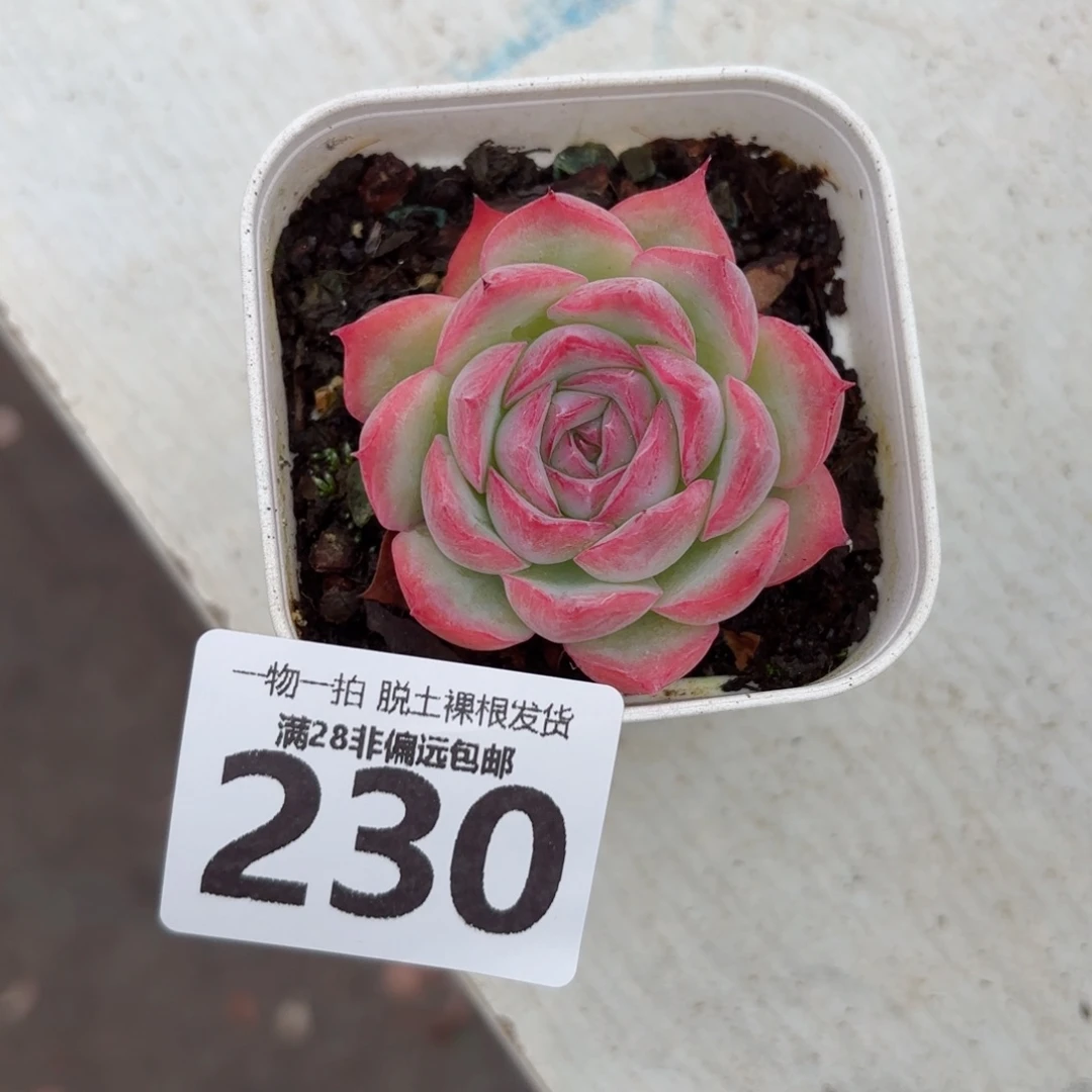 侧影单头无盆土发货