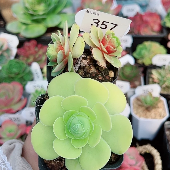 357鸡蛋➕双头血樱（福利款断枝不售后）