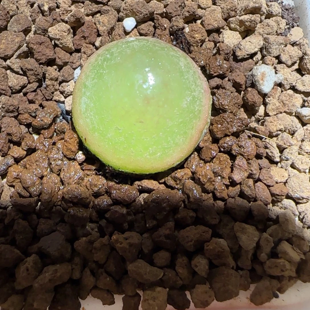 肉锥多肉植物组合-灯泡408