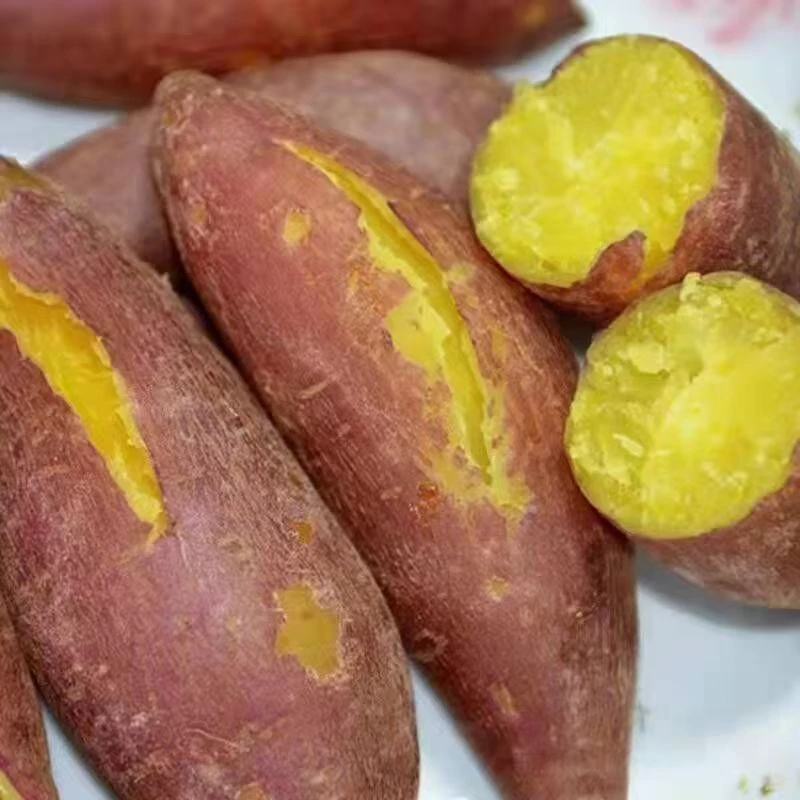 正宗新鲜红薯板栗黄心署现挖软糯香甜可做早餐辅食