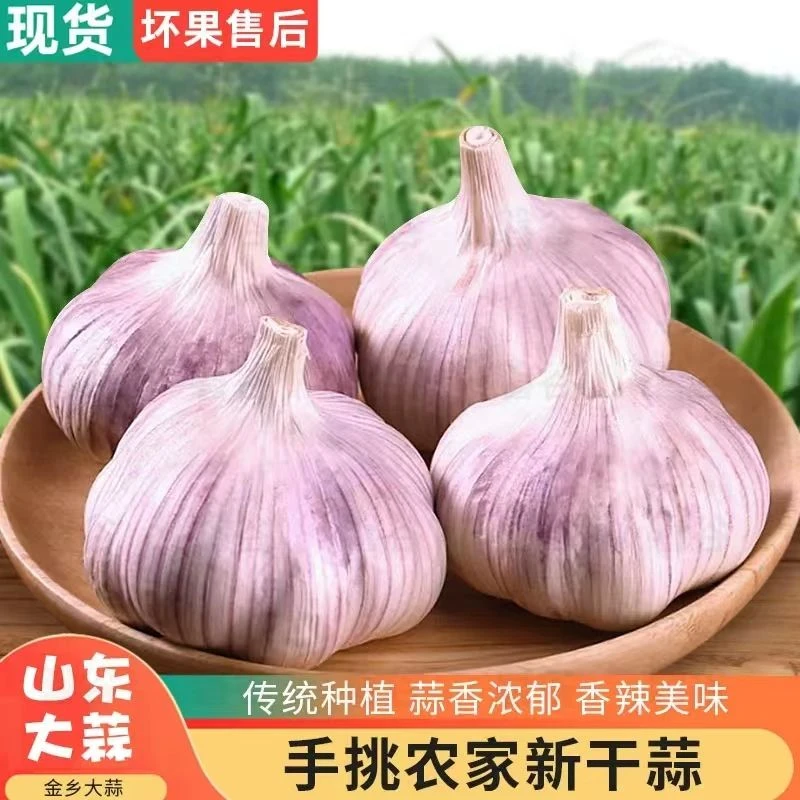 【农家土蒜】山东金乡正宗紫皮大蒜5斤新干蒜可吃可种可腌产地直发