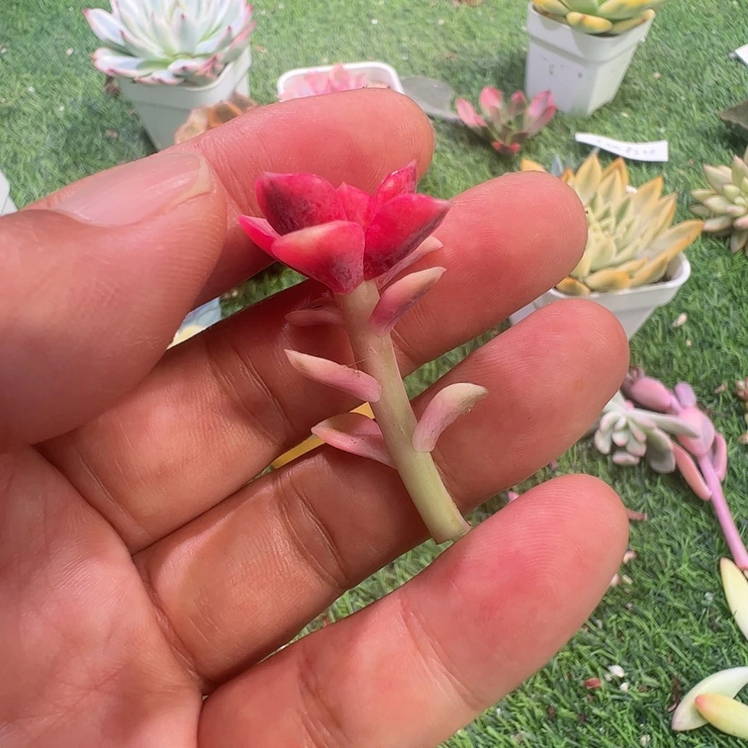 肥***g多肉植物多肉植物