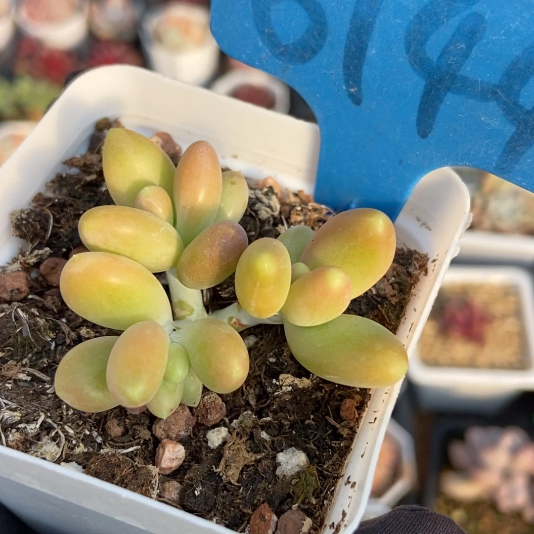 6144芒果奶多肉植物保护