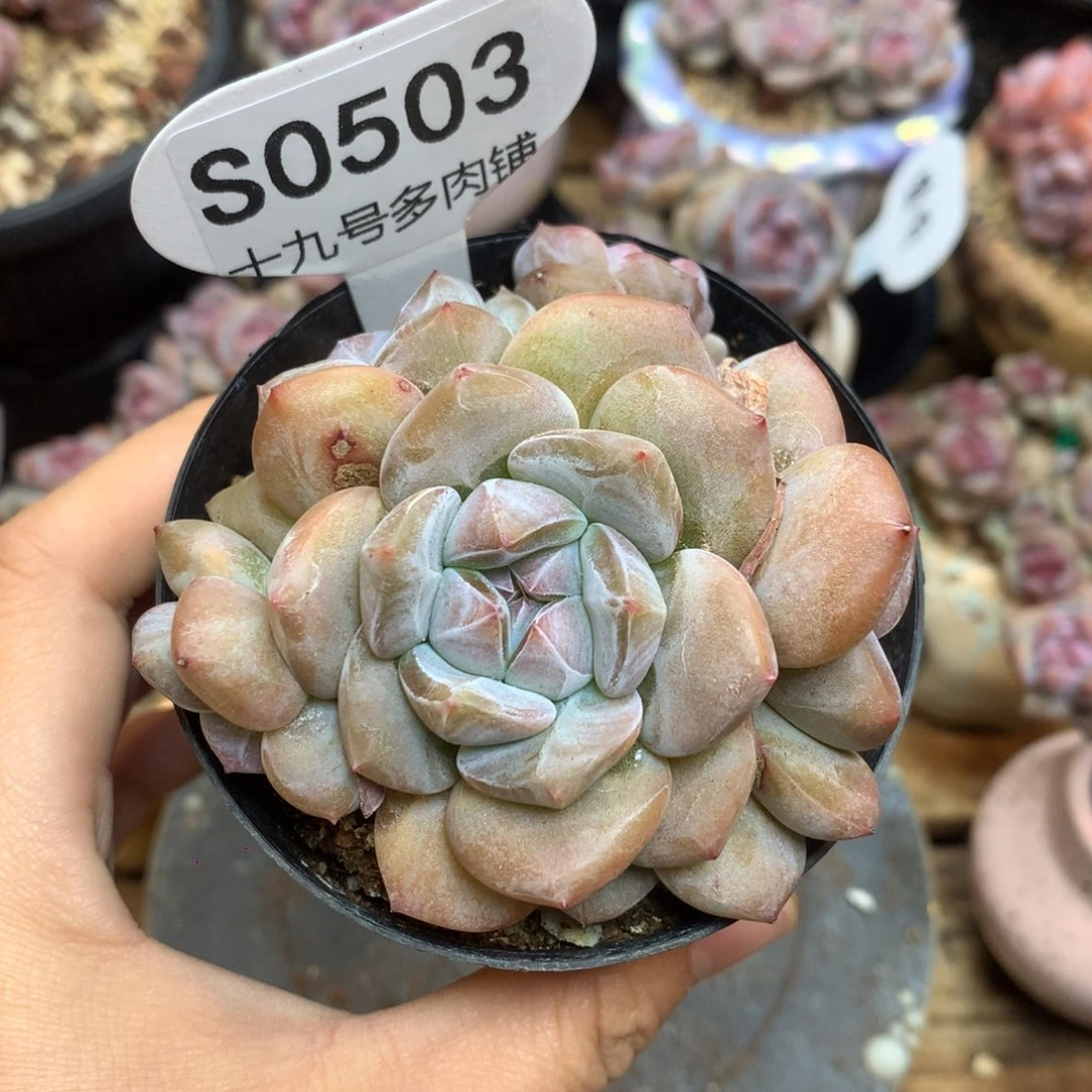 S0503 突尼斯 背景同款
