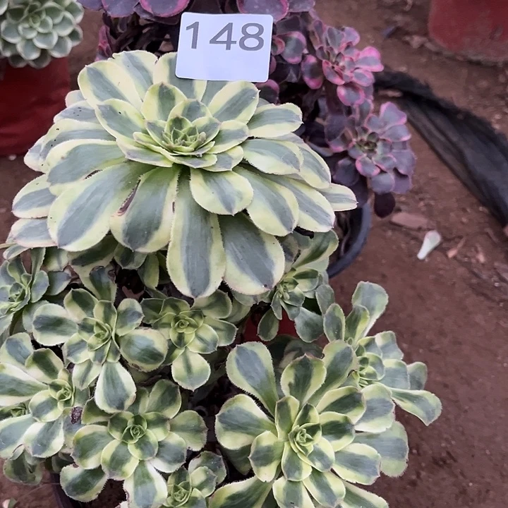 丽娜保时捷两颗148号