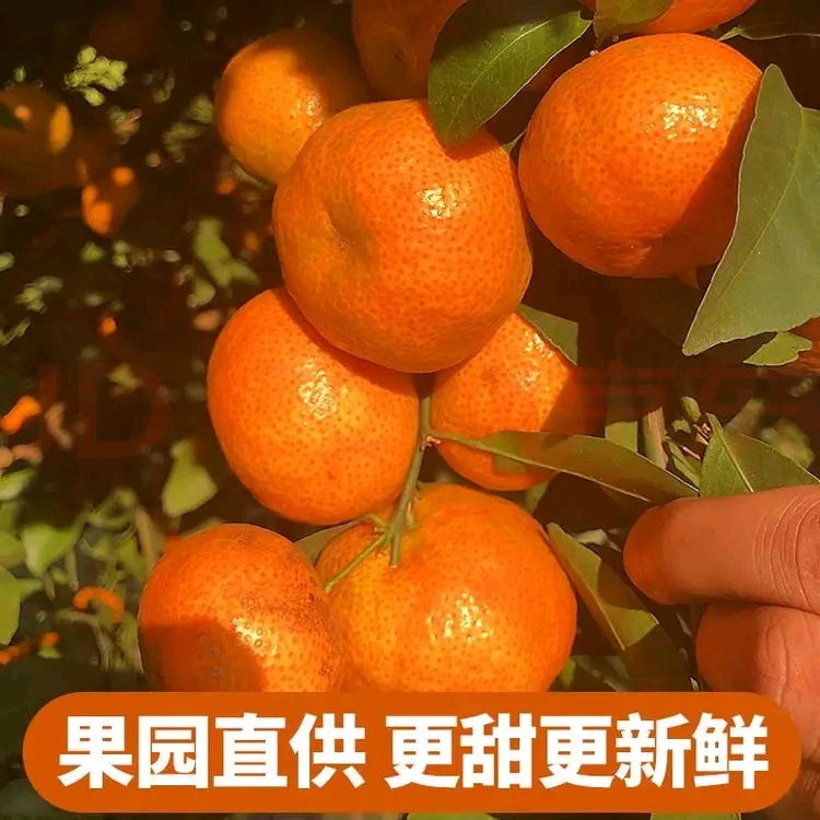 产地直发正宗广西砂糖橘当季新鲜现摘橘子整箱包邮沙糖桔