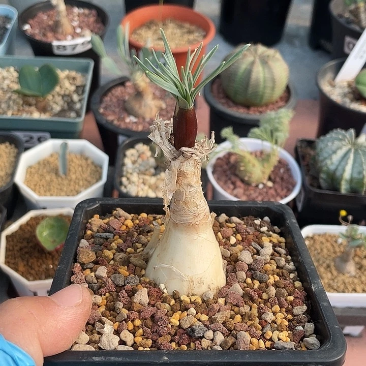 215产地GN弹簧草块根