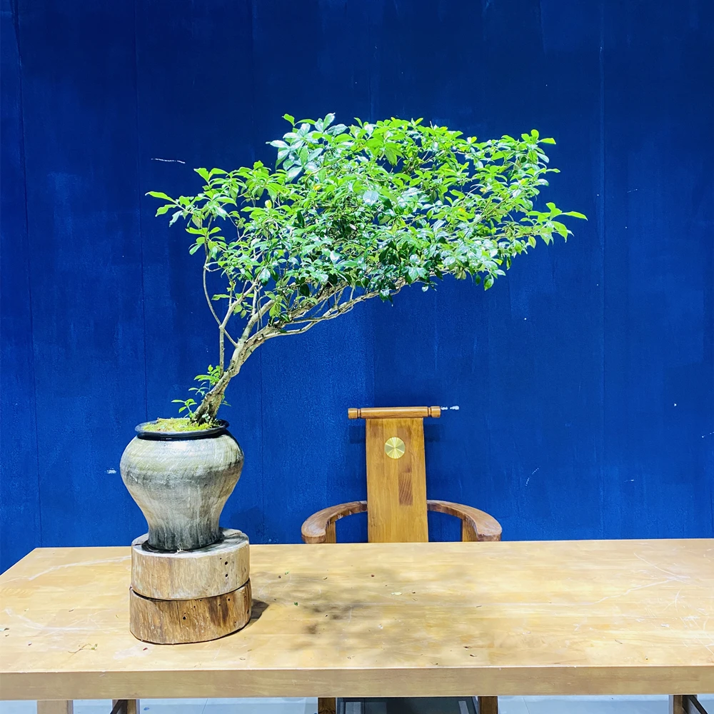 晌往I海岛栀子花右飘高130冠115茶室室内绿植花卉盆栽茶台盆景