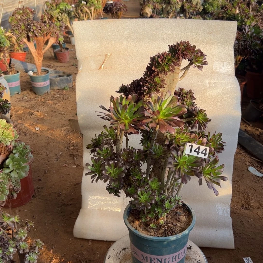 有伤黑缀144高度40厘米