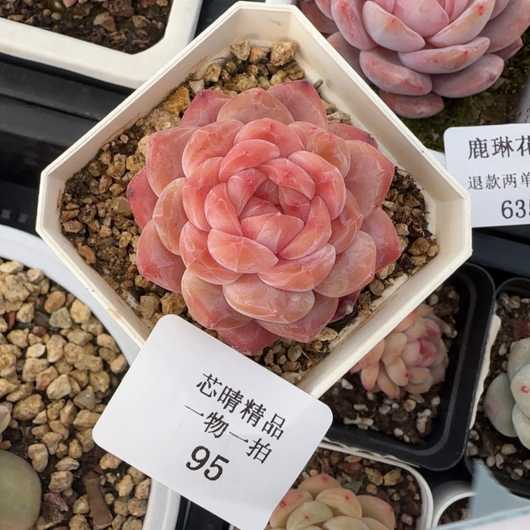 闪购精品多肉95号