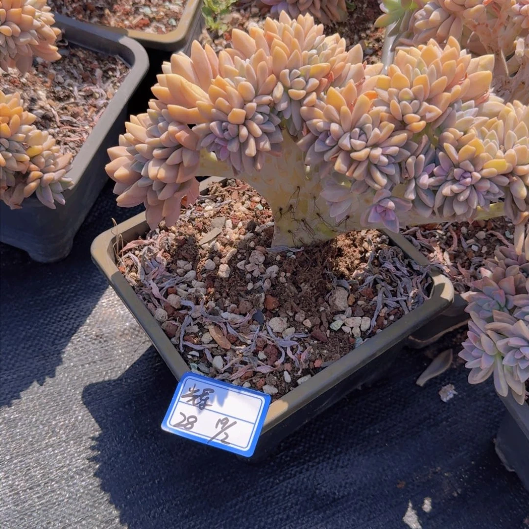 辉*辉淡雪缀凡艺多肉