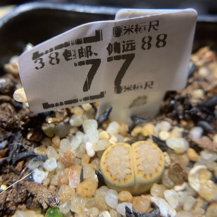 Ssssss好看得77黄绿216