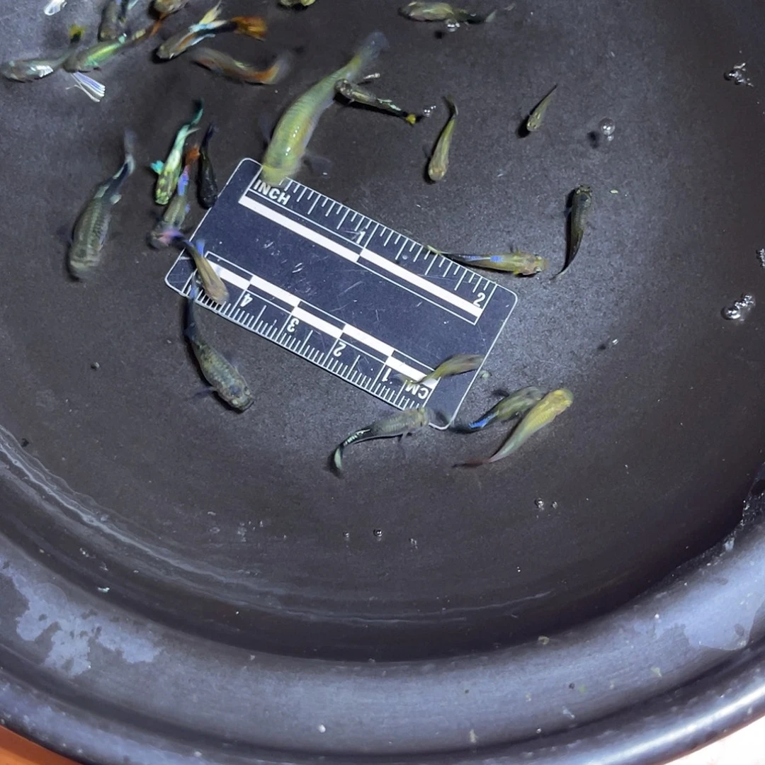 海水鱼19号哈哈哈哈哈