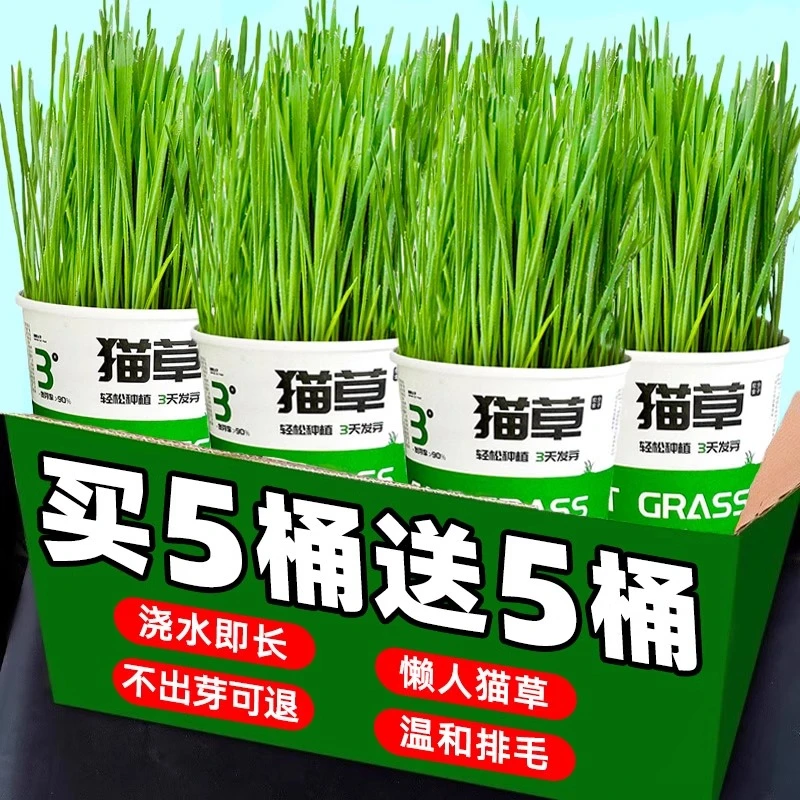 懒人泡面猫草杯无土水培过滤排毛化毛球新款猫咪狗狗宠物用品mini