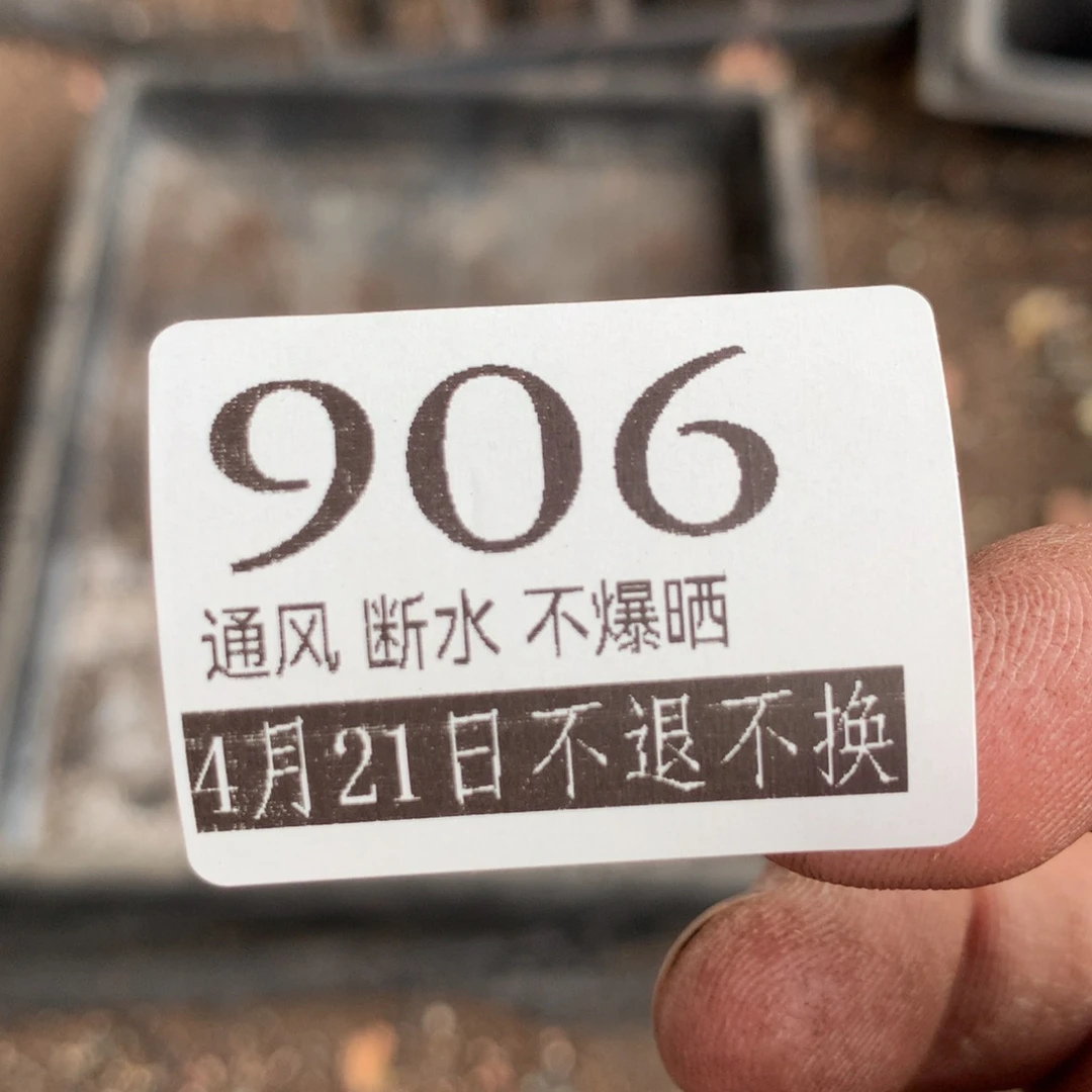 山地玫瑰无售后906