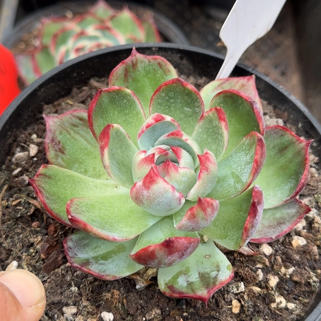 惊鸿一物一拍包装收缩花旱988