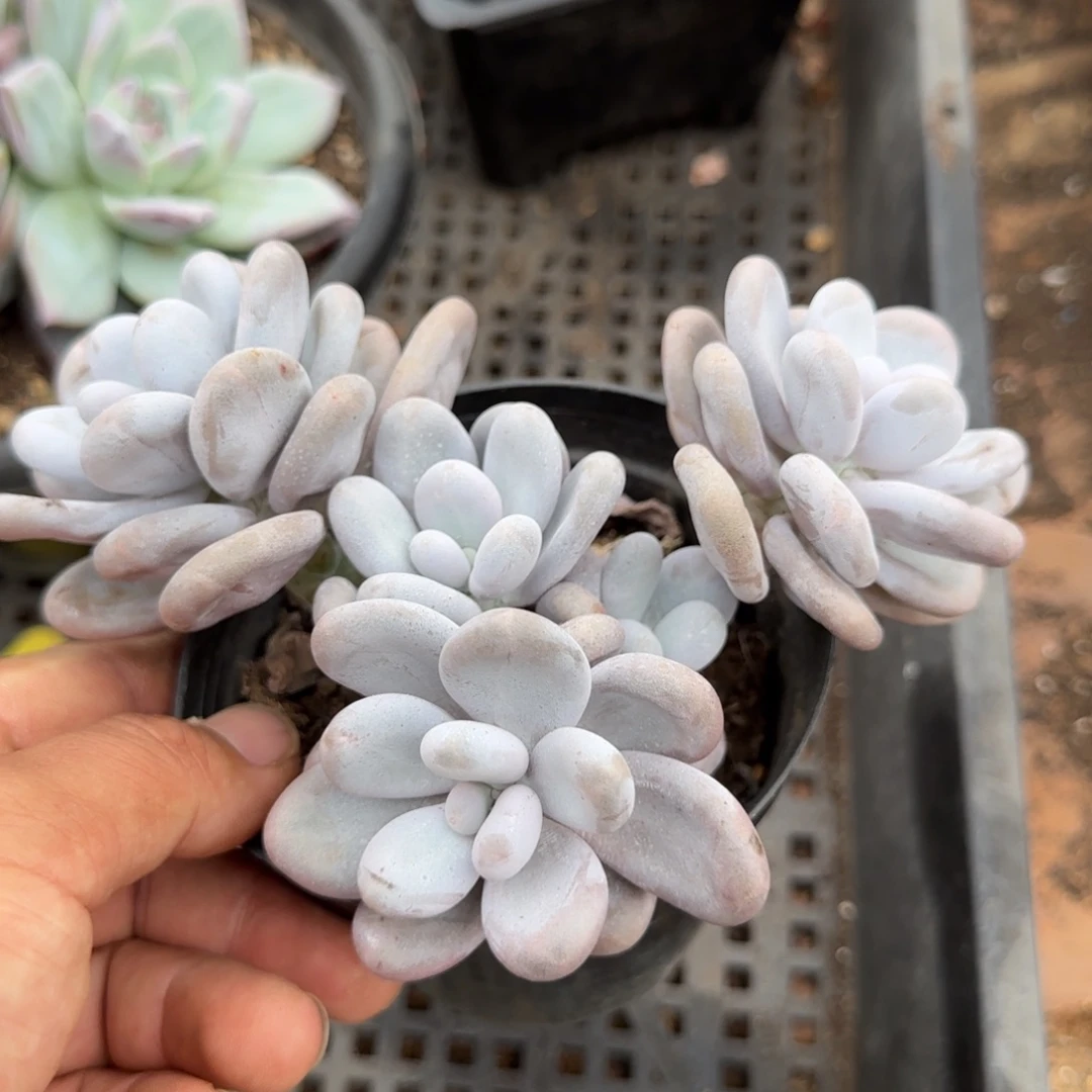 原始奶惊鸿一物一拍包装收缩花旱