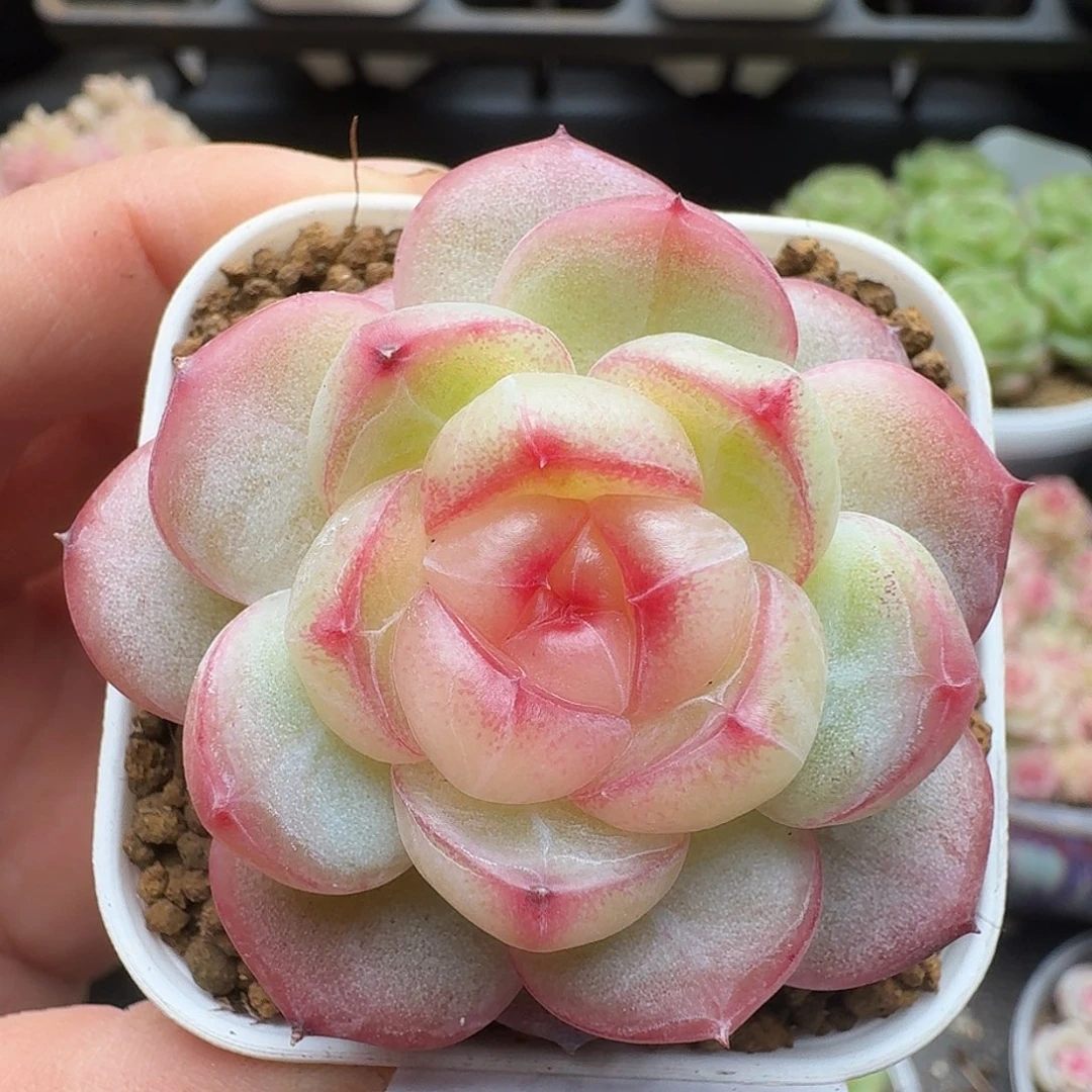 一物一拍一物一拍1213-931