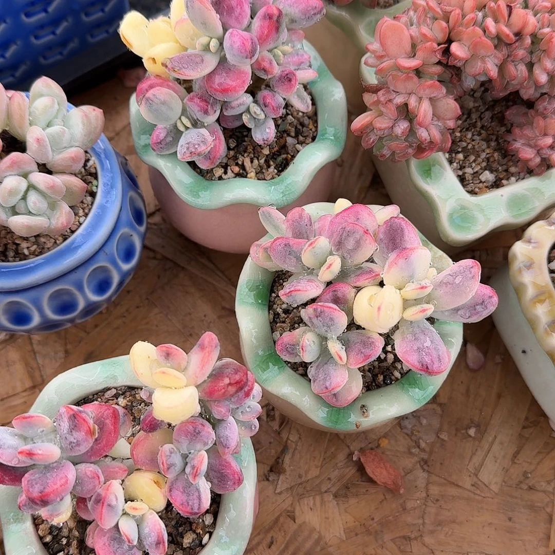 乒乓锦带盆多肉植物