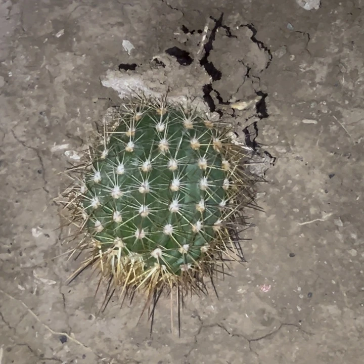 清清蒙娜丽莎根仙人球