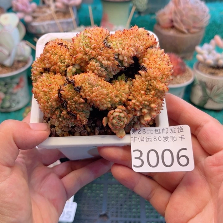 大3006；vxvcvccvggvv