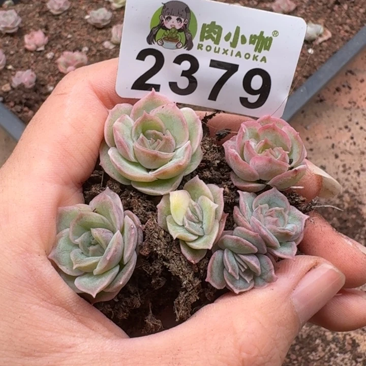 岚***豆无花朵多肉植物多肉植物