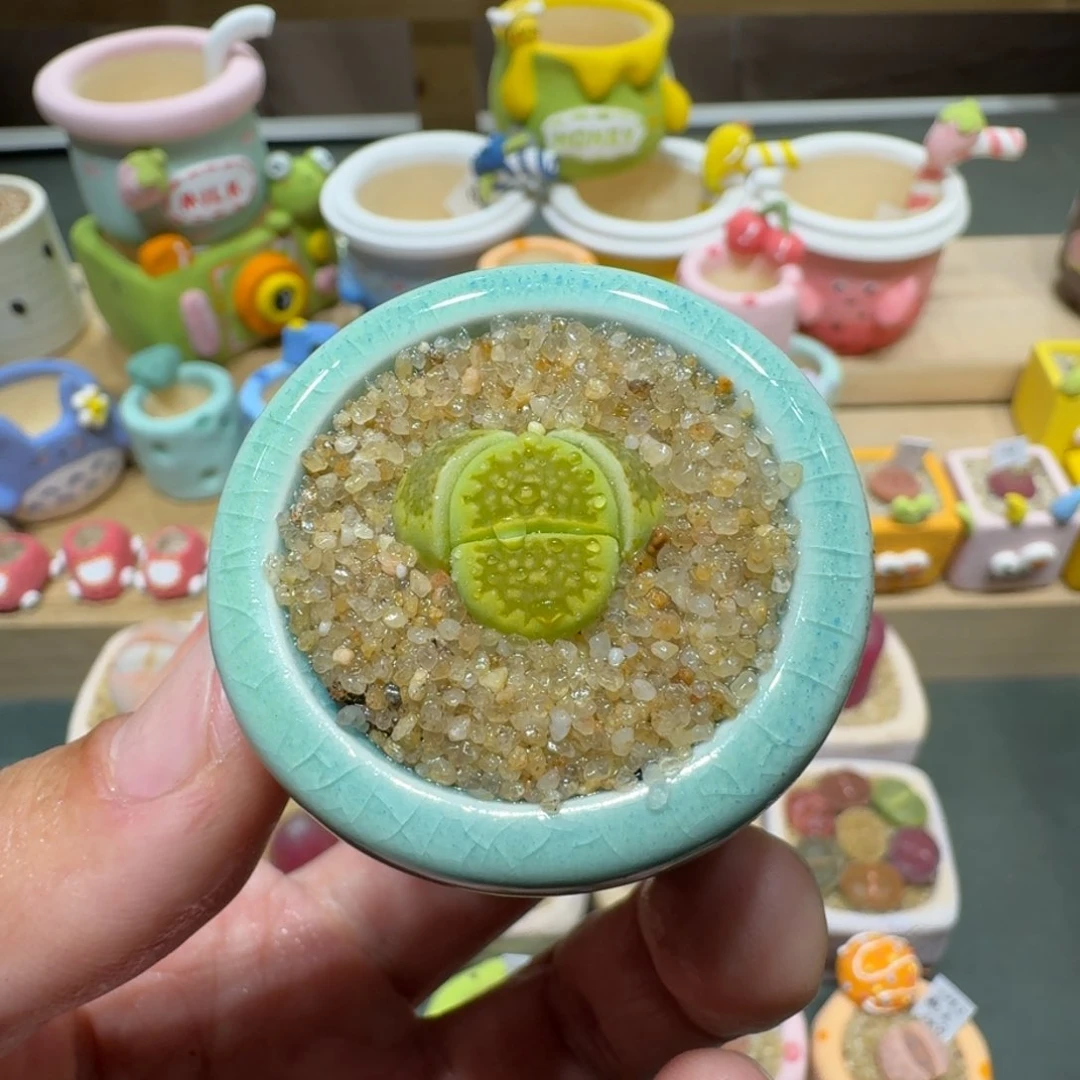 红陶蘑菇358黄巴厘