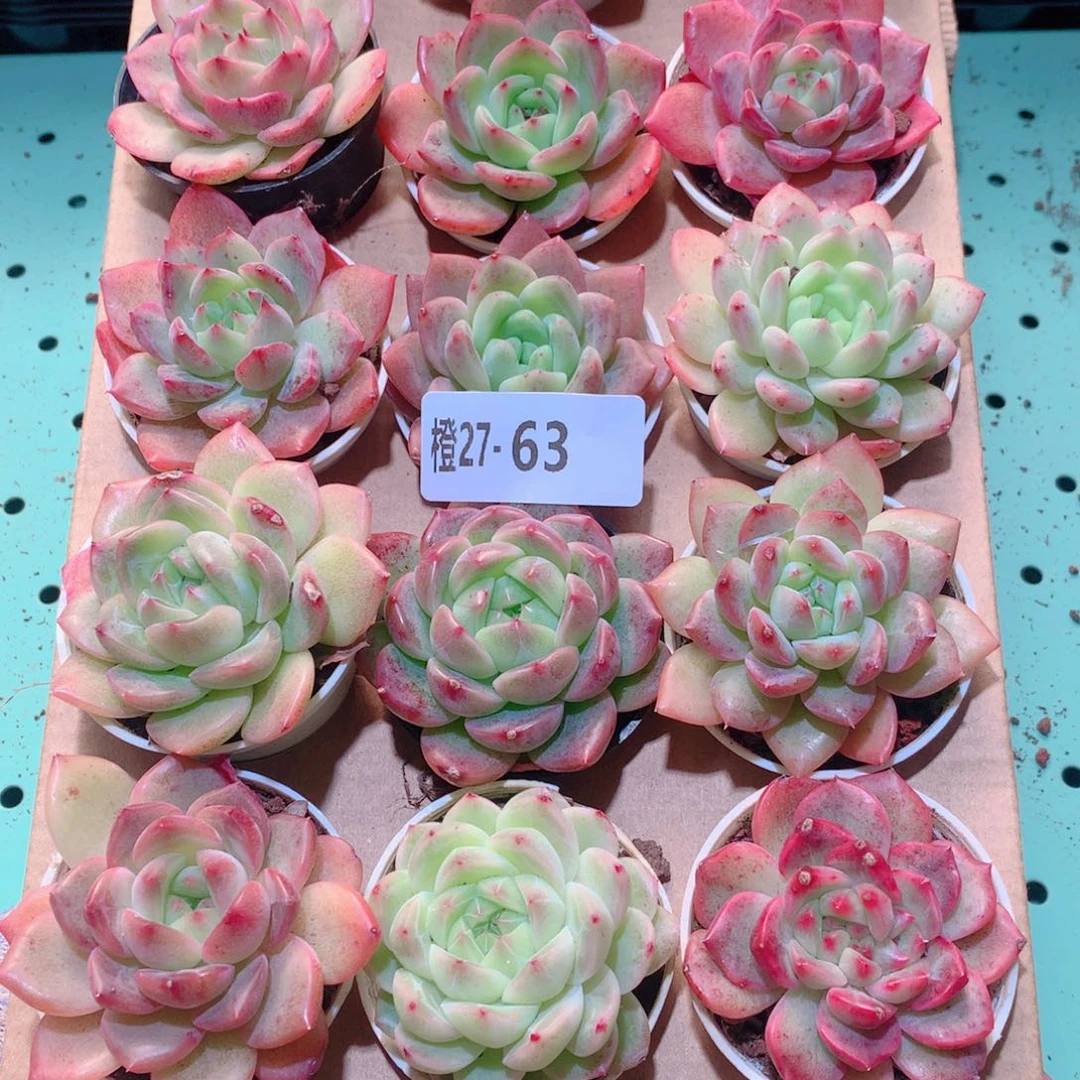 27-63一物一拍多肉带盆18颗