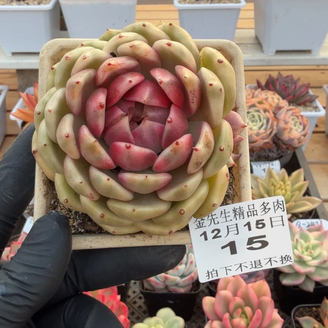 1215-15黑玫瑰锦单头