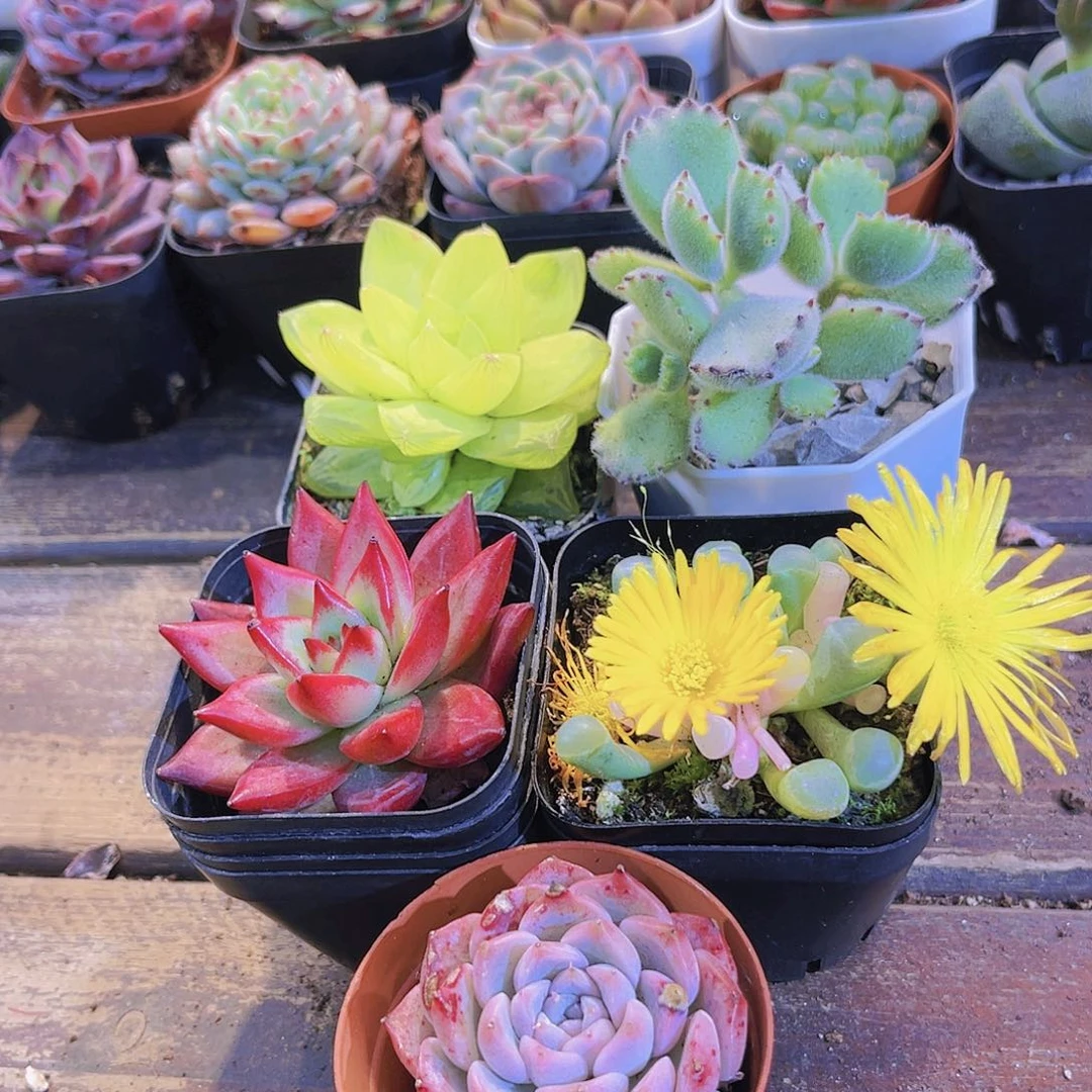 黄金雨露➕罗卡➕五十锦➕阿尔巴➕熊童子