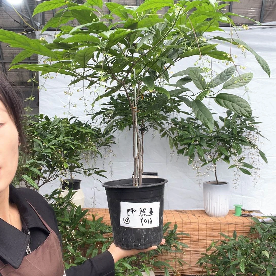 无花朵垂丝茉莉花花一盆