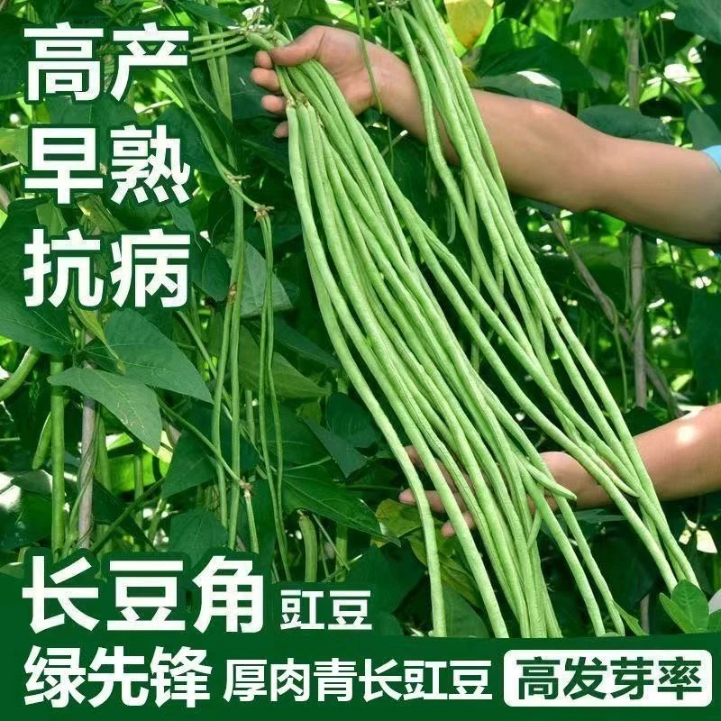 A摘不败特长豇豆角种子高产绿先锋长豆角绿豇豆角春季蔬菜种子.