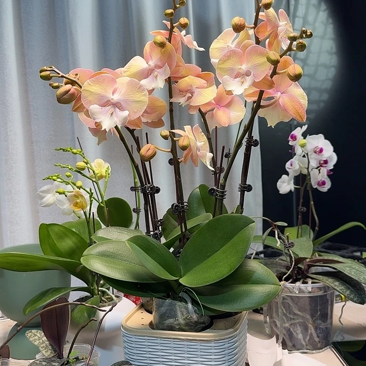 大部分开放少量花苞彩虹组盆