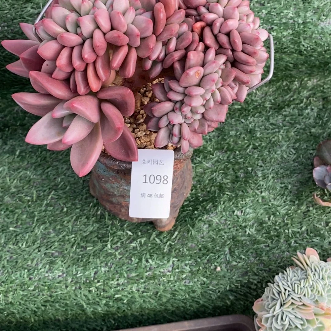 桃花源缀化多肉多肉098
