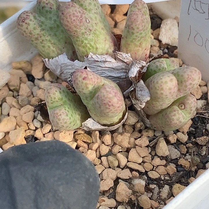 桃喜花园0203-61斑马福利