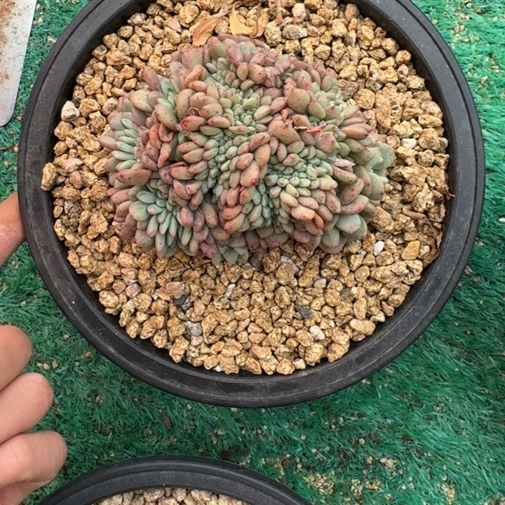 凌雪缀化无砍多肉