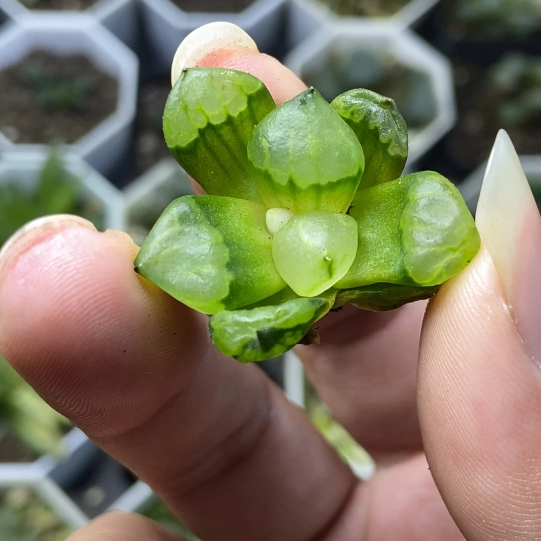 裹般若实生4号一物一拍