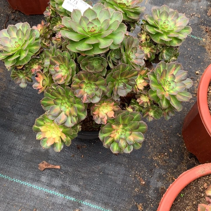 春***。173海王七彩多肉植物特价