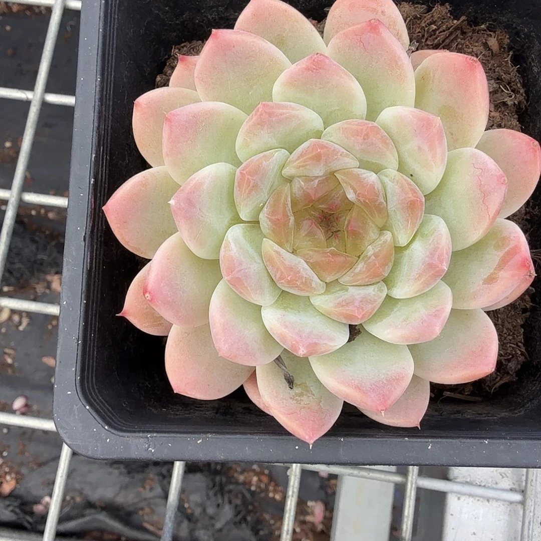 冰坡多肉植物精品