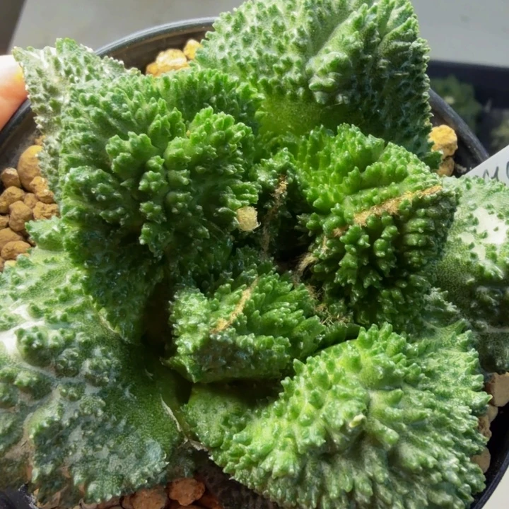 爆刺超级哥斯拉无敌