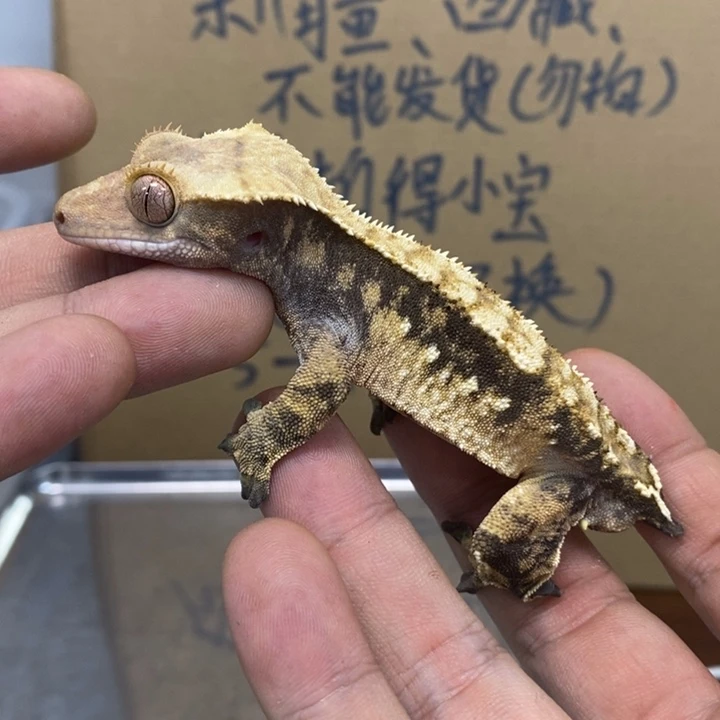 睫角守宫12.1三十八