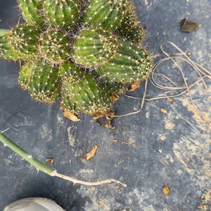 丽花仙人球群生一群98