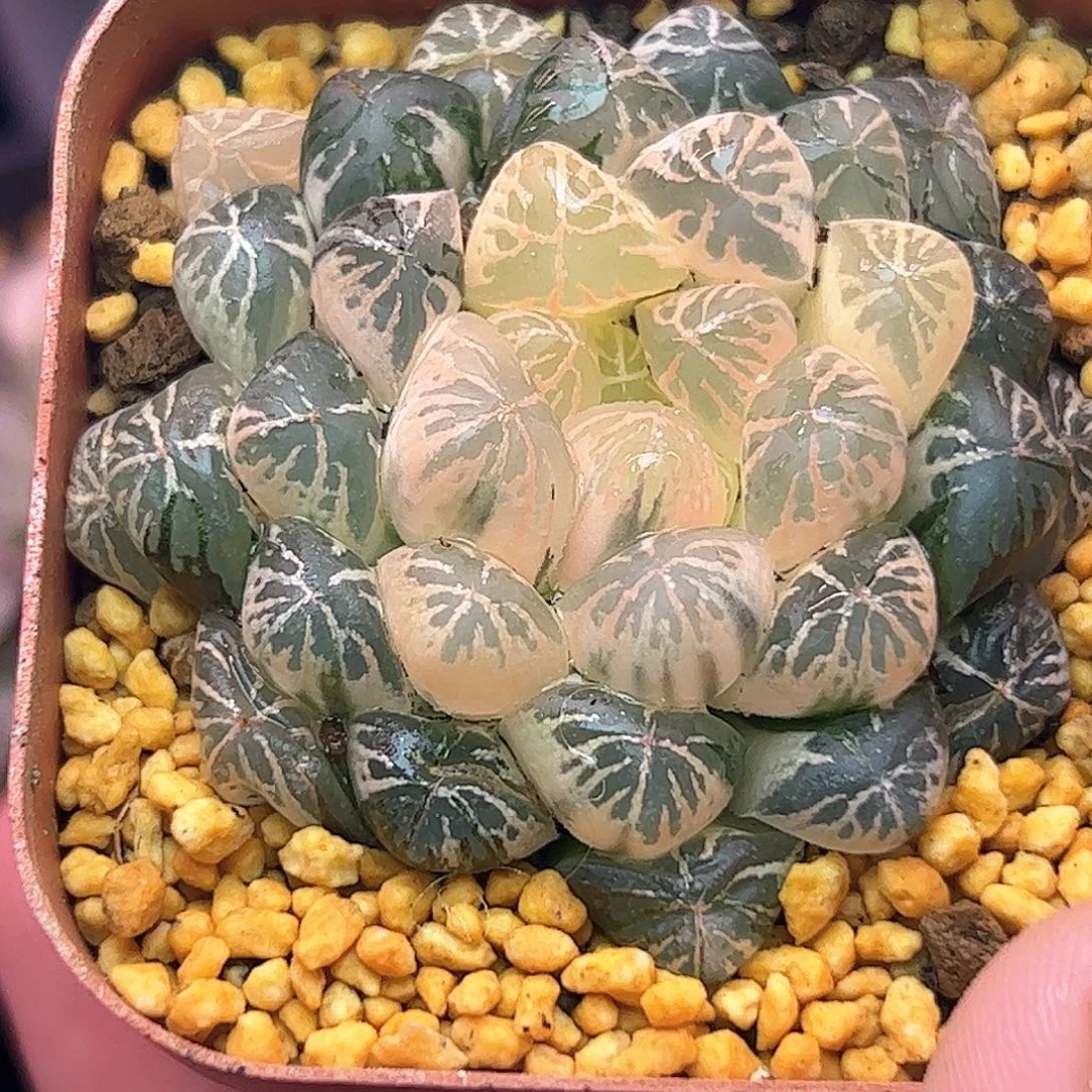 三***红红火火恍恍惚惚