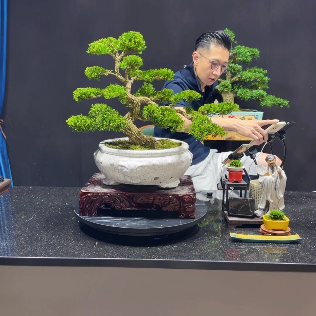 无花朵黄杨室内室外盆景艺术