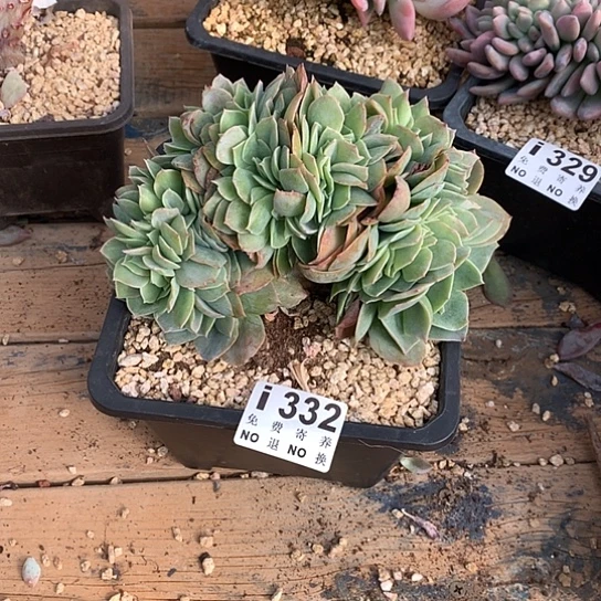 安***儿白玉兰缀化332 亏本处理退款拉黑7-8天发货