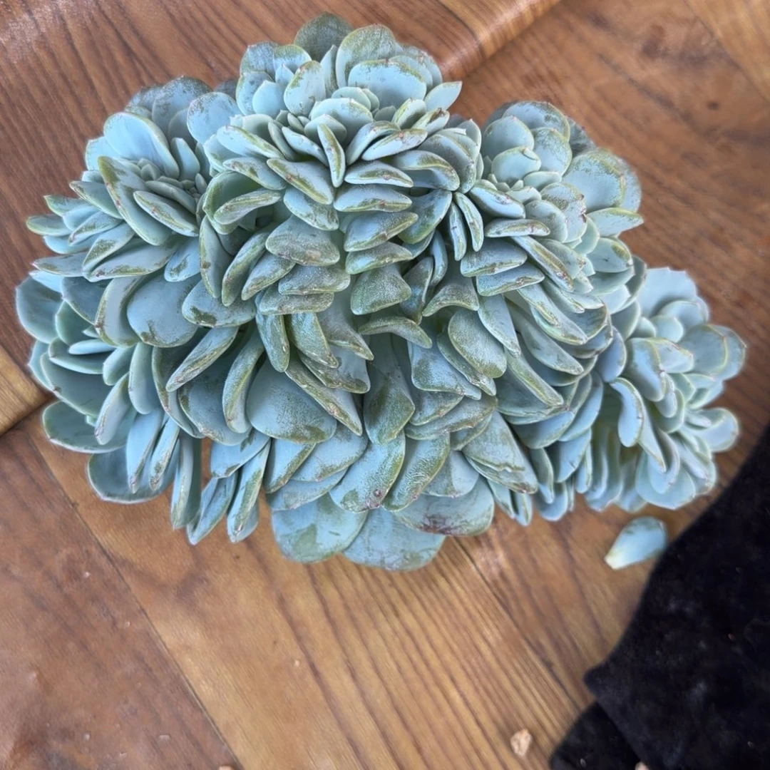 铭西奶茶缀专拍链接