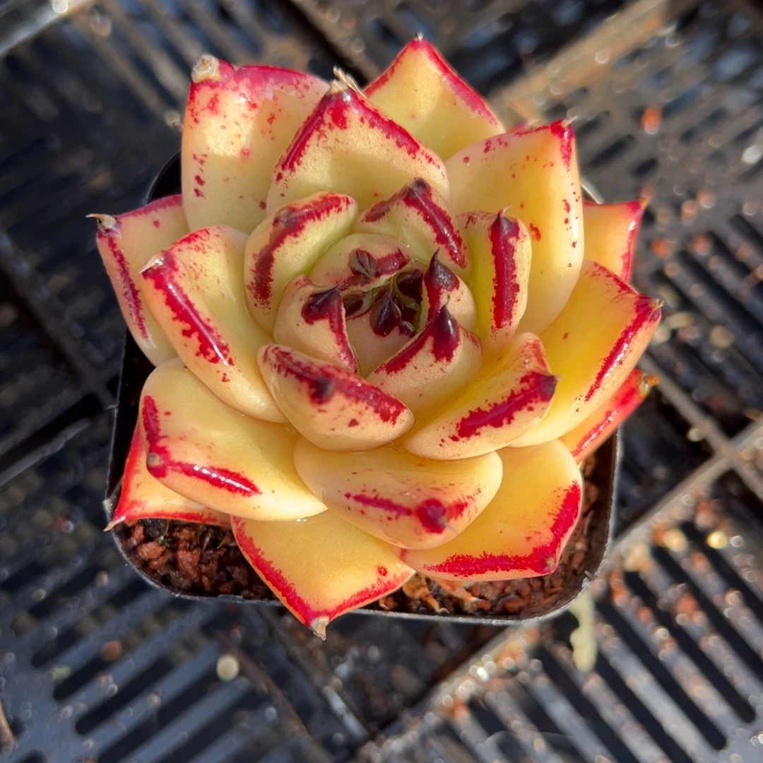 从前慢多肉精选编号0210.61