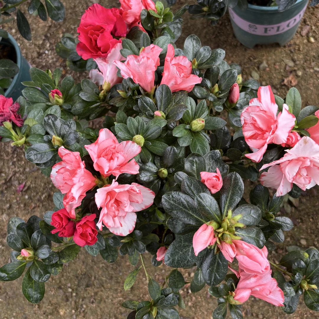 多色杜鹃花，一年四季开花