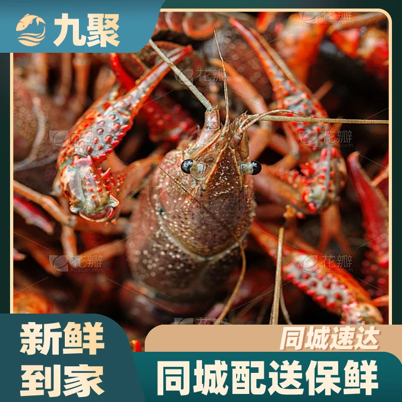 鲜活小龙虾789钱4-10斤装（默认不处理，需处理请备注，处理后，头身会易分离。）