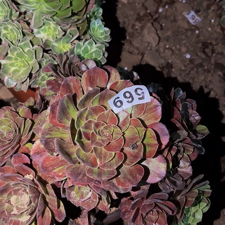 569花月夜多肉植物处理